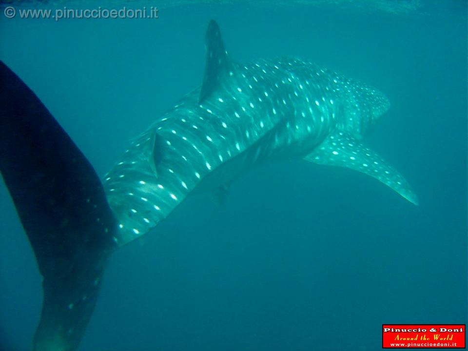 Djibouti - Whale Shark - 21.jpg